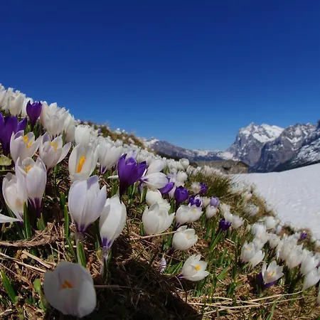 Διαμέρισμα Chalet Wetterhorn